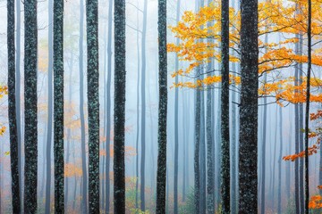 A serene forest scene with tall, misty trees and vibrant orange leaves, creating a tranquil and...