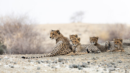 a cheetah mother and her cubs © Jurgens