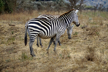 zebra in the serengeti park