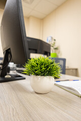 a plant in a vase on the desktop