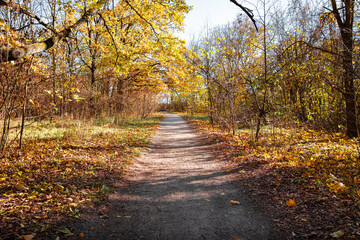 Morning in the autumn forest. Sunrise in the forest. Rays of the sun
