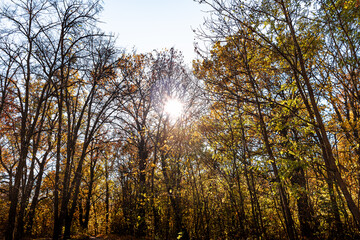 Autumn tree in the park. Trees in the autumn forest