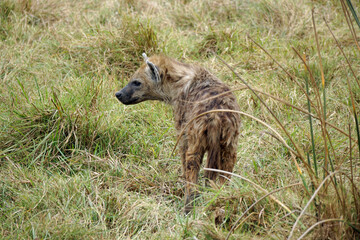 hyena in the serengeti park