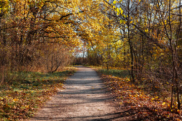 Forest landscape in autumn. The sun shines in from the side. The side light falls on a small tree in autumn leaves