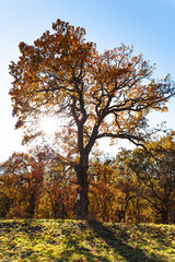Fototapeta premium Autumn tree in the park. Trees in the autumn forest