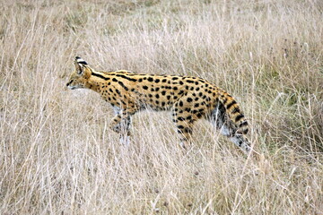 African Serval in the Serengeti