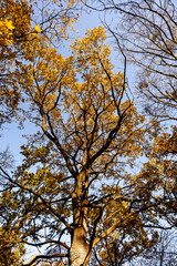 Forest landscape in autumn. The sun shines in from the side. The side light falls on a small tree in autumn leaves
