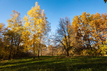 Autumn tree in the park. Trees in the autumn forest