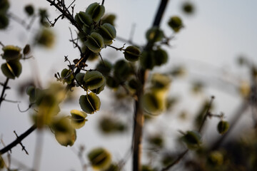 branch of a willow full of seeds