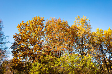 Autumn tree in the park. Trees in the autumn forest