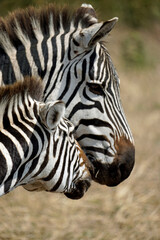 Naklejka premium zebra in the serengeti park