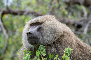 This is a closeup image of a baboons, Lake Manyara National Park, Tanzania