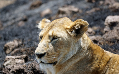 Obraz premium male and female lion lying in the savanna gras