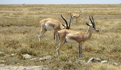 grant gazelle in the serengeti