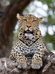 a leopard close-up in a big tree