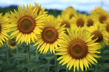 Fototapeta premium 太陽の花
