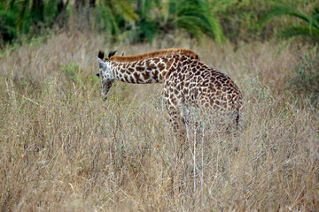 giraffe in the serengeti park