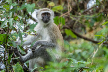 Mandrill, lat. Mandrillus sphinx, Lake Manyara National Park, Tanzania