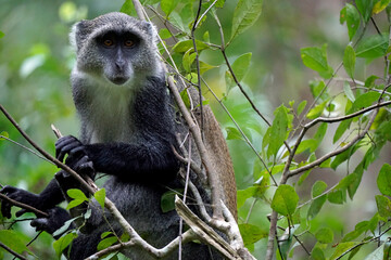 Obraz premium vervet monkey on zanzibar island