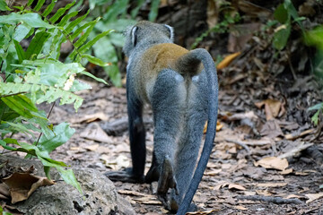 vervet monkey on zanzibar island