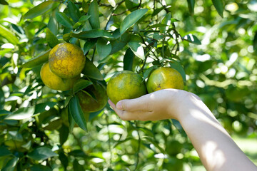 Hand holding fresh Honey Suckle oranges from the organic garden. It is a fruit that is high in vitamin C and has a delicious sweet and sour taste.