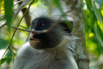 zanzibar colobus monkey (Piliocolobus kirkii)