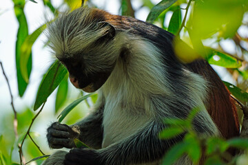 zanzibar colobus monkey (Piliocolobus kirkii)