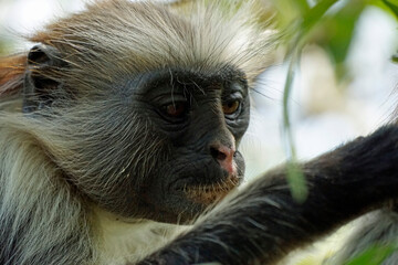 zanzibar colobus monkey (Piliocolobus kirkii)