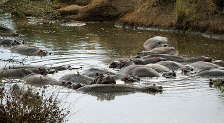 large group of hippos at a pond