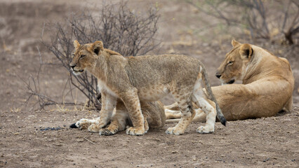 a lioness with her cubs