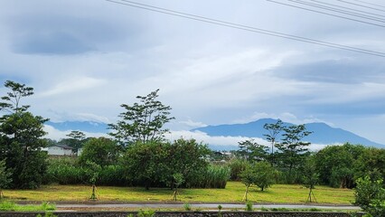 Photo Of Shrubs And Trees In the Distance