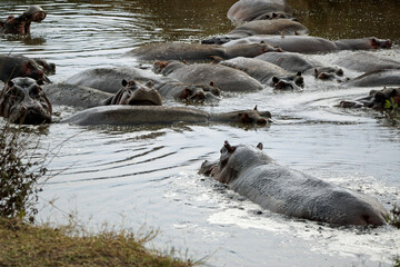 large group of hippos at a pond
