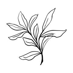 Black and white line art illustration of a leaf branch, perfect for minimalist designs, coloring books, nature-themed decor, digital art, and even elegant patterns