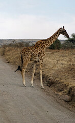 Obraz premium giraffe in the serengeti park