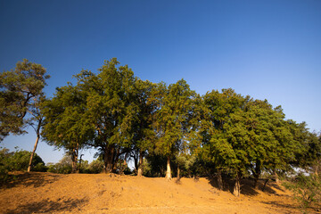 beautiful big trees and scenic views