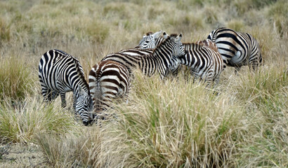zebra in the serengeti park