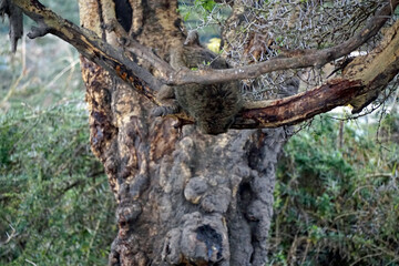 Fototapeta premium Baboon in the Serengeti sitting on a tree