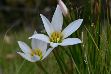 White rain lily (Zephyranthes candida) flowers. Amaryllidaceae evergreen perennial bulbous plants....