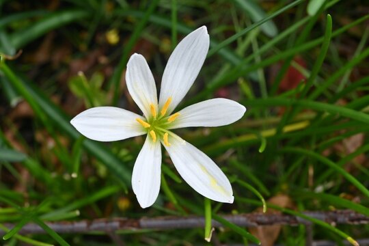 White rain lily (Zephyranthes candida) flowers. Amaryllidaceae evergreen perennial bulbous plants. They bloom with elegant white flowers from summer to fall, but are poisonous plants.