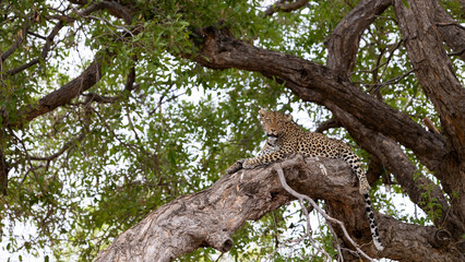 a big female leopard in a big tree