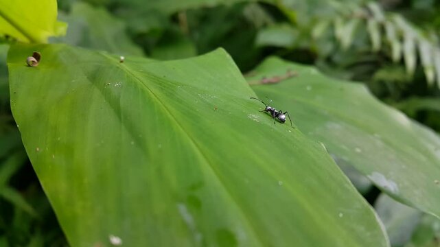 Aesthetic footage of an Iridomyrmex anceps ant resting on a leaf. 4K footage shot in the mountain. Polyrhachis dives, silver spiny ant, Iridomyrmex anceps, Polyrhachis schlueteri. ant on a leaf.