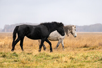 Horses on grass autumn hill slope under cloudy gray sky. Beautiful landscape in rainy weather. A black horse walks through an autumn field.. Cattle grazing concept.