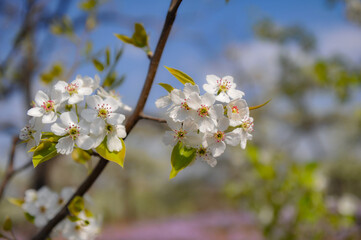 In spring, pure white pear blossoms bloom on pear trees