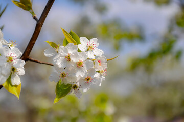 In spring, pure white pear blossoms bloom on pear trees