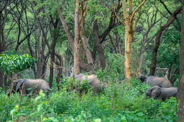 Large herd of elephants is standing in the forest, Lake Manyara Park, Tanzania