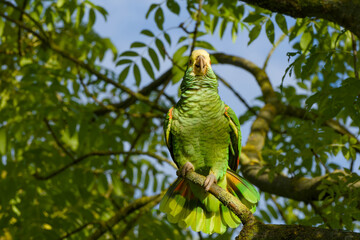 yellow-headed amazon parrot is perching on a tree branch close-up