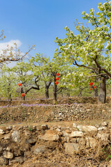 In spring, pure white pear blossoms bloom on pear trees