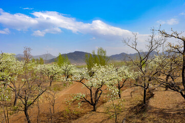 In spring, pure white pear blossoms bloom on pear trees