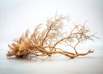 Obraz premium Close-up of Elegant Dry Branches Isolated on White Background - Nature's Minimalism in Long Exposure Photography for Stunning Visual Appeal