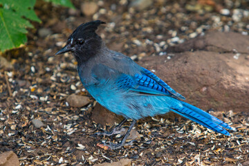 Stellar's Jay